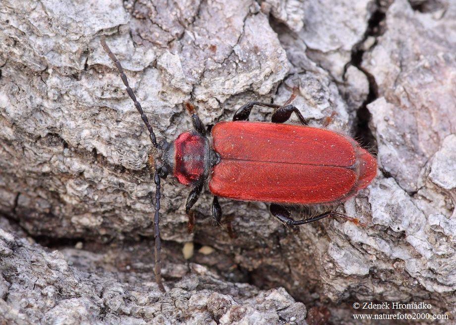 tesařík rudý, Pyrrhidium sanguineum, Cerambycidae, Callidiini (Brouci, Coleoptera)